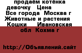 продаём котёнка девочку › Цена ­ 6 500 - Все города, Москва г. Животные и растения » Кошки   . Ивановская обл.,Кохма г.